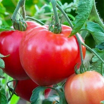 Томат Севрюга 883 фото