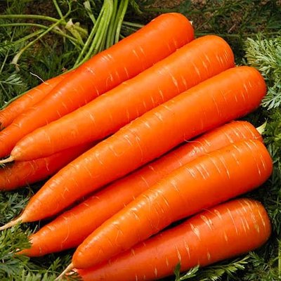 Морква Червоний велетень 363 фото