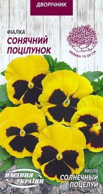 Виола Солнечный поцелуй 1586 фото