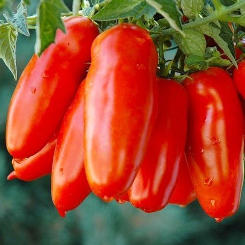 Томат Кібіц 1227 фото