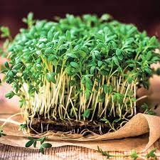 Мікрозелень Льон органічний 170 фото