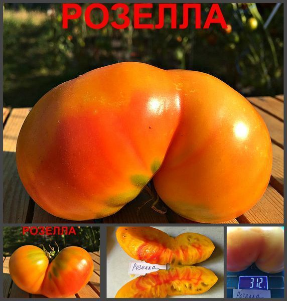Томат Розелла Биколор 2485 фото