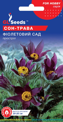 Сон-трава Фиолетовый сад 2038 фото