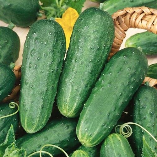 Огурец Стингер F1 2137 фото