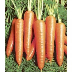 Морква Віта лонга 187 фото