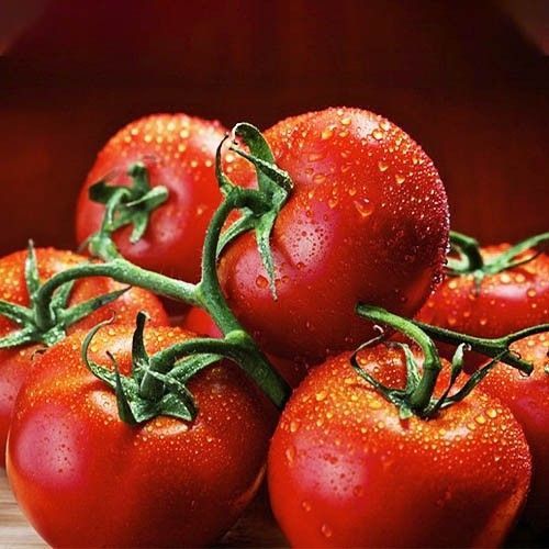 Томат Валютный 1529 фото